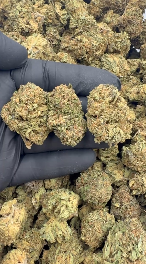 Animal Sherb Mintz Depths