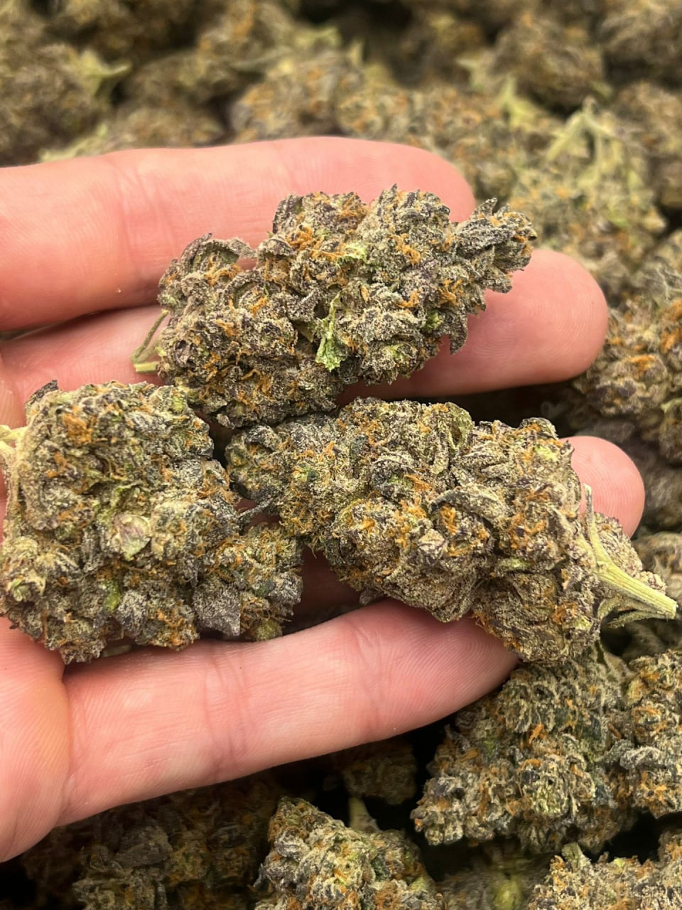 Unicorn Piss Exotics